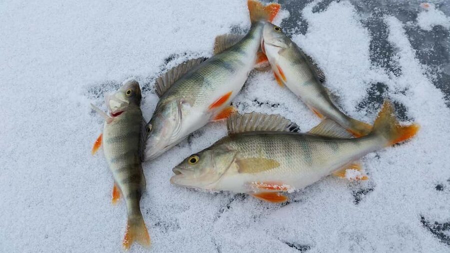Kemijärvi: Insider Ice Fishing Experience - Key Points at a Glance