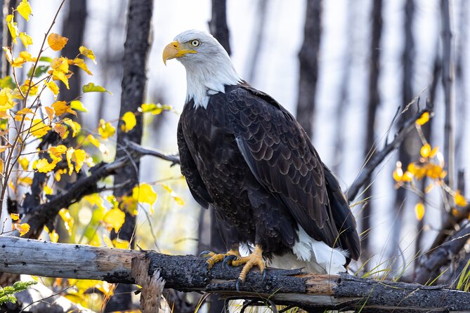 Kenai River Guided Fishing Charters in Alaska - What the guide adds to the day