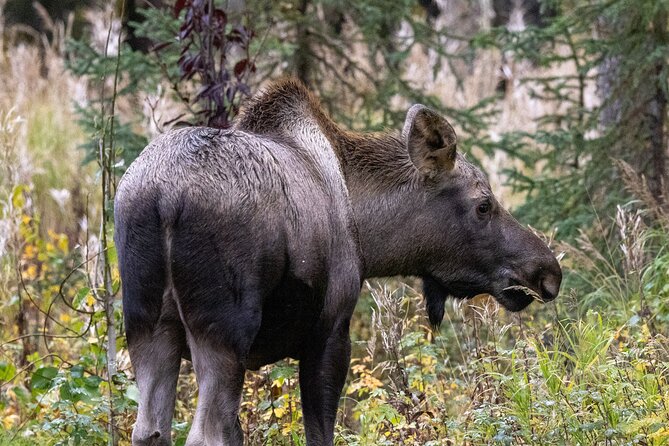 Kenai River Guided Fishing Charters in Alaska - The excitement of a hard-running King