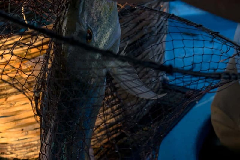 Kos, Greece: Fishing Trip Experience with Captain Tasos - Who will enjoy this most