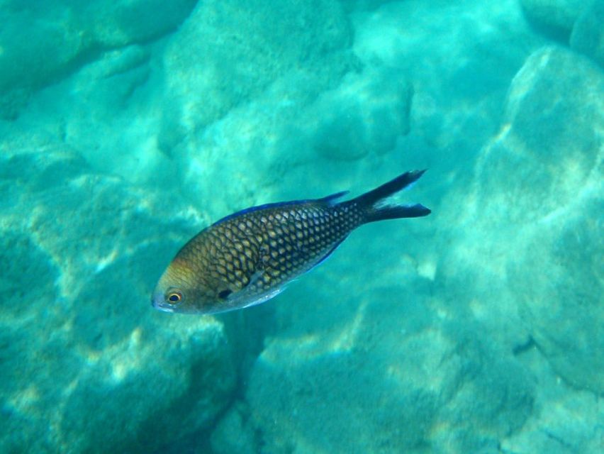 Kos: Kefalos Bay Boat Cruise with Fishing, Swimming, & Meal - What the $61 price includes