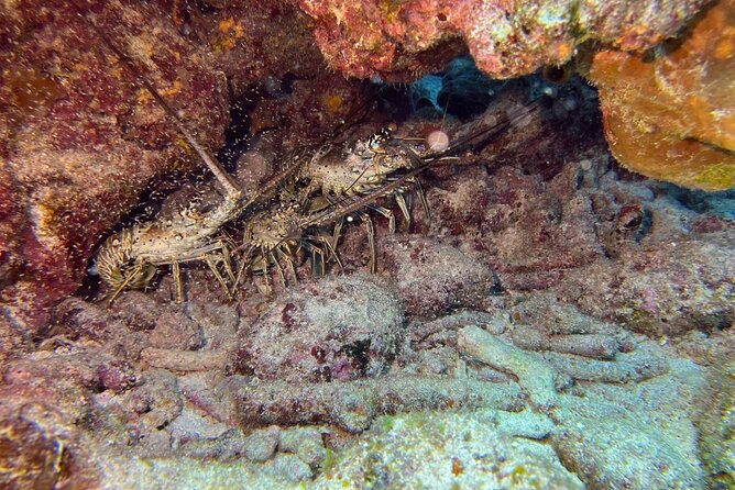 Let it Ride Charters-Private Fishing / Snorkel Combo Key Largo FL - Captain Steve’s Helpful, Personable Style