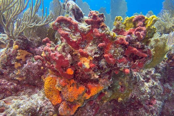 Let it Ride Charters-Private Fishing / Snorkel Combo Key Largo FL - Why the Private Format Changes the Day