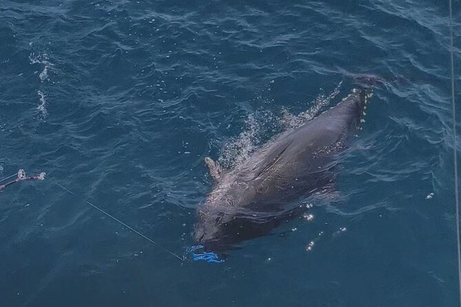 Macaronesia Charter Fishing in Lanzarote (Canary Islands) - Boat comfort, equipment, food, and crew support