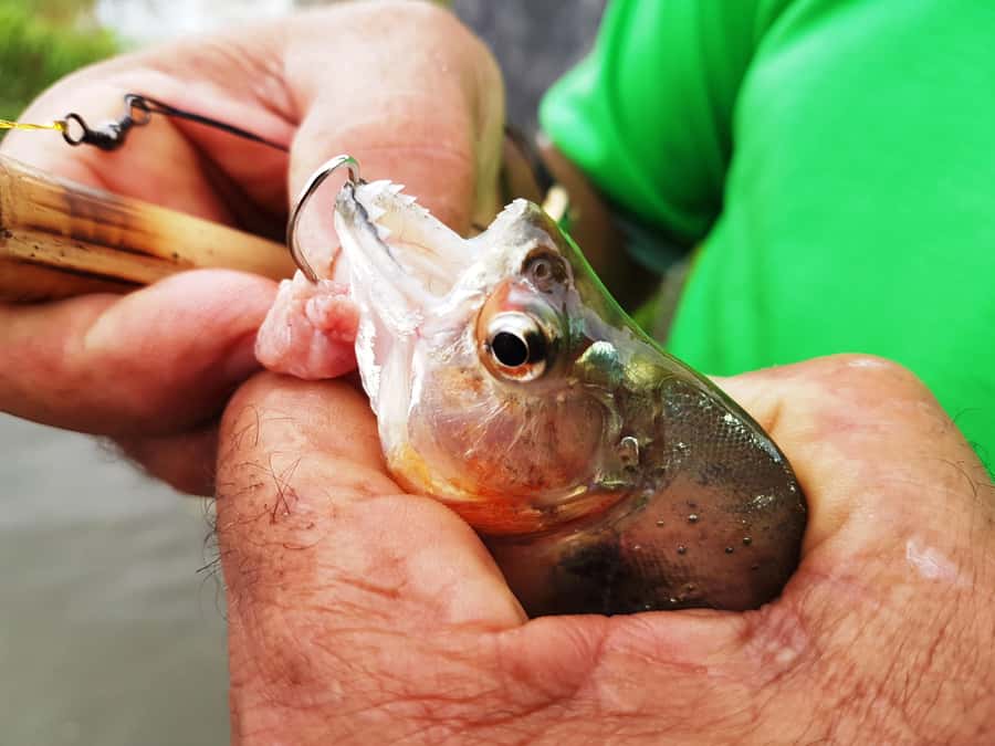 Manaus: Piranha Fishing and Alligator Watch Evening Tour - The river after dark and the alligator search