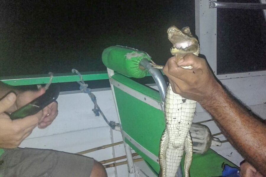 Manaus: Piranha Fishing and Alligator Watch Evening Tour - Who will enjoy this Manaus evening?