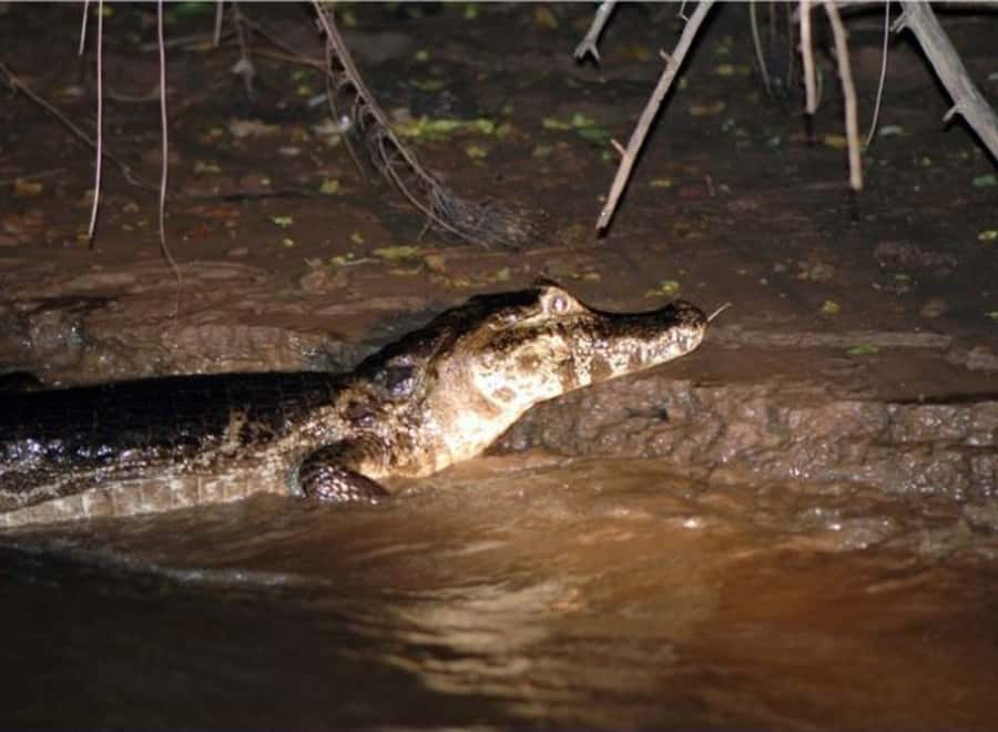 Manaus: Piranha Fishing and Alligator Watch Evening Tour - Bamboo fishing on the Solimões River