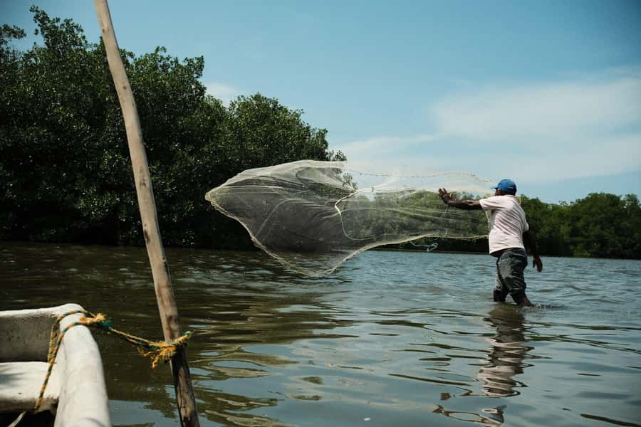 Mangroves, cultural fishing, black heritage town and lunch - Key points to know
