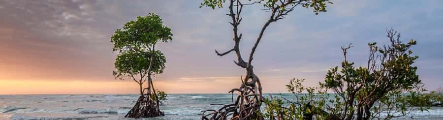 Mangroves, cultural fishing, black heritage town and lunch - Is $49 good value for three hours?