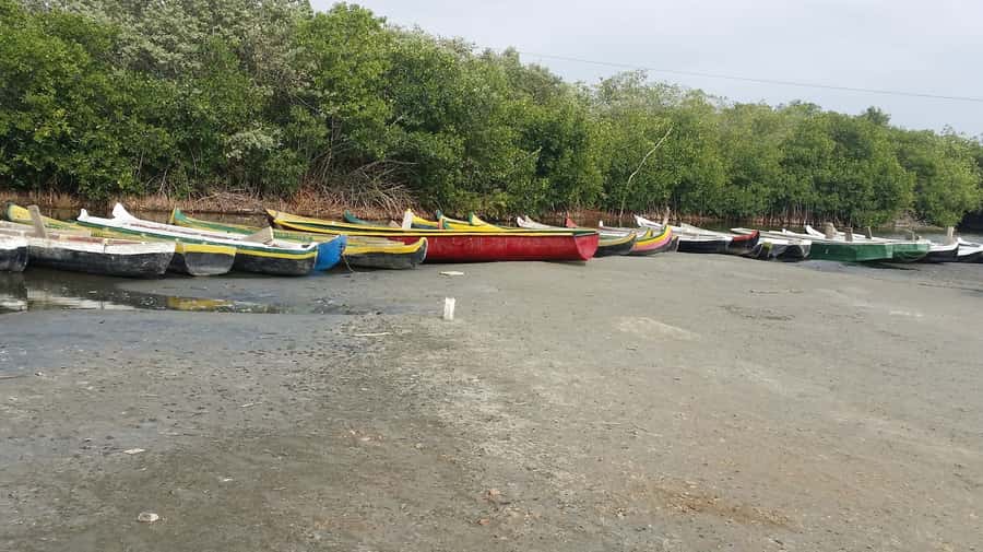 Mangroves, cultural fishing, black heritage town and lunch - Timing, comfort, and what to bring