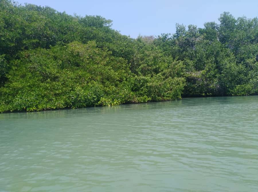 Mangroves, cultural fishing, black heritage town and lunch - Who will enjoy this most?