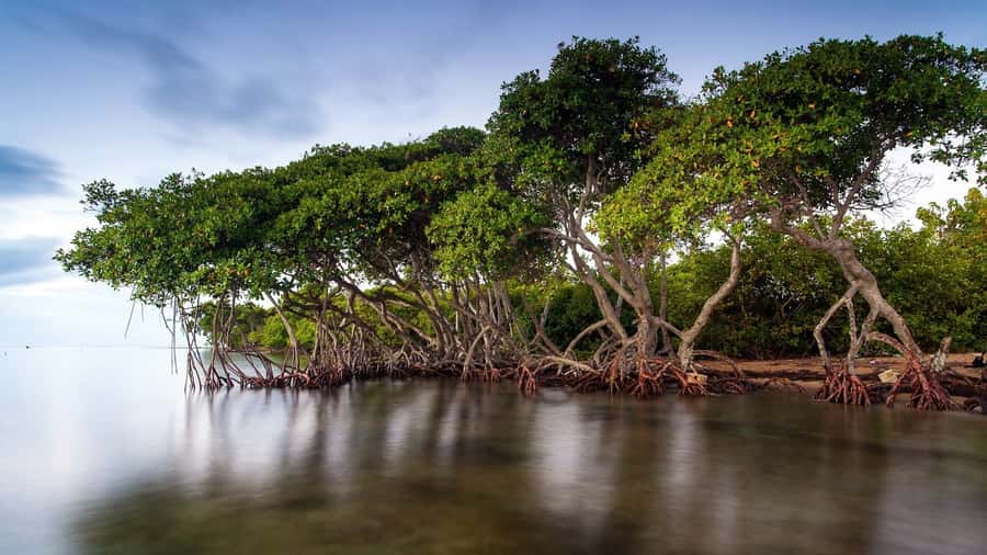 Mangroves, cultural fishing, black heritage town and lunch - Final verdict: book it for culture, not just scenery
