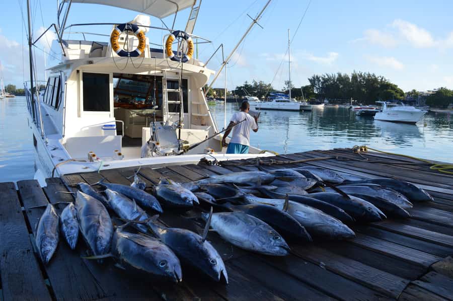 Mauritius: Big Game Fishing Trip from Grand Baie - Key points to know before booking
