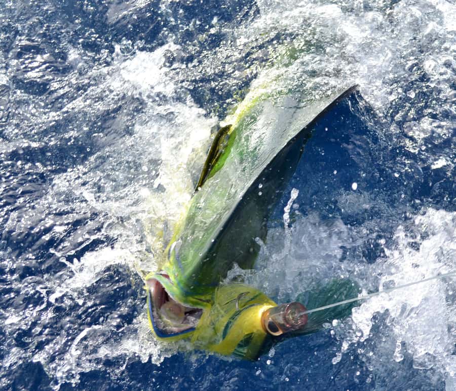 Mauritius: Big Game Fishing Trip from Grand Baie - Starting at Sunset Boulevard in Grand Baie