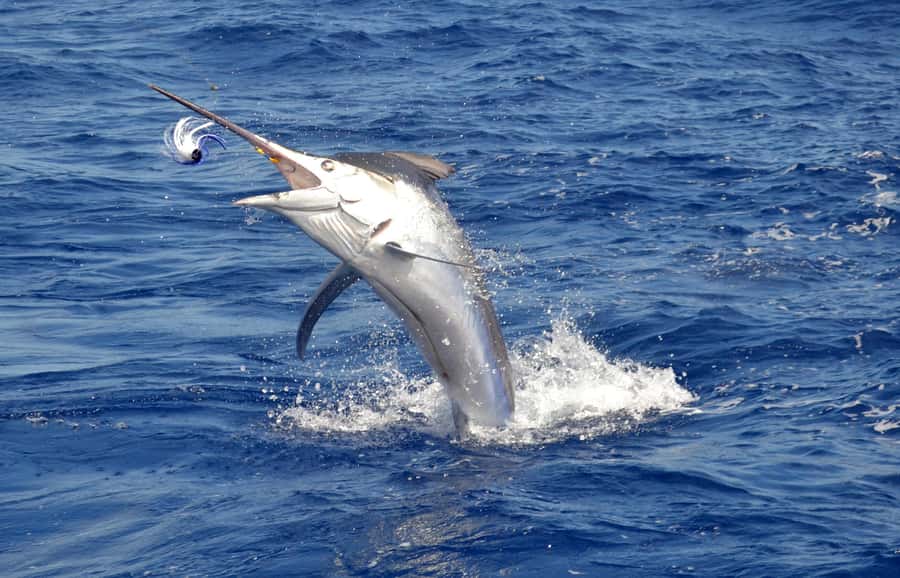Mauritius: Big Game Fishing Trip from Grand Baie - How the price compares with the experience
