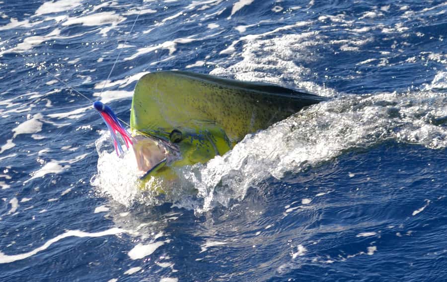 Mauritius: Big Game Fishing Trip from Grand Baie - What the private format really adds
