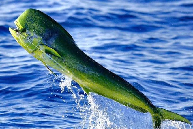 Miami Deep Sea Fishing Charters - Should You Book Miami Deep Sea Fishing Charters?