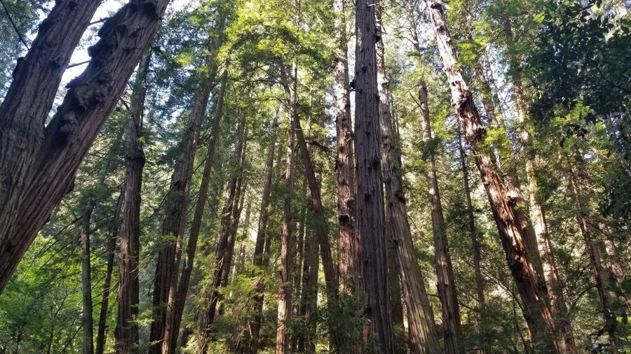 Muir Woods, Sausalito and Ferry back to Fisherman's Wharf - Downtown pickup and the ride through San Francisco