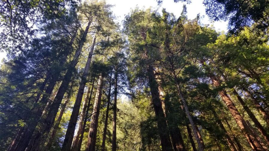 Muir Woods, Sausalito and Ferry back to Fisherman's Wharf - Entering the redwood forest at Muir Woods