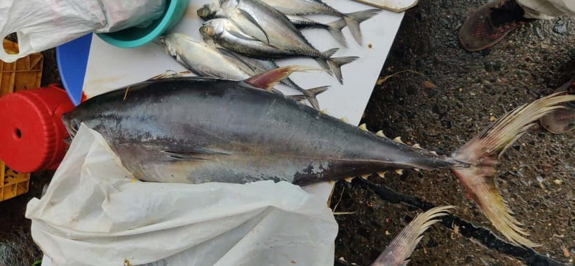 Mumbai Coastal Cooking: From Fishing Net to Flavourful Plate - What $21 buys you