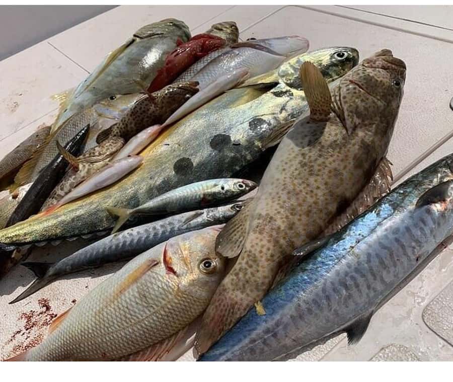 Muscat: Fishing Trip with Equipments - Leaving Marina Bandar Al Rowdha early