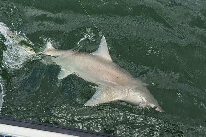 Naples Inshore Fishing Charters - Leaving from 1500 Danford Street