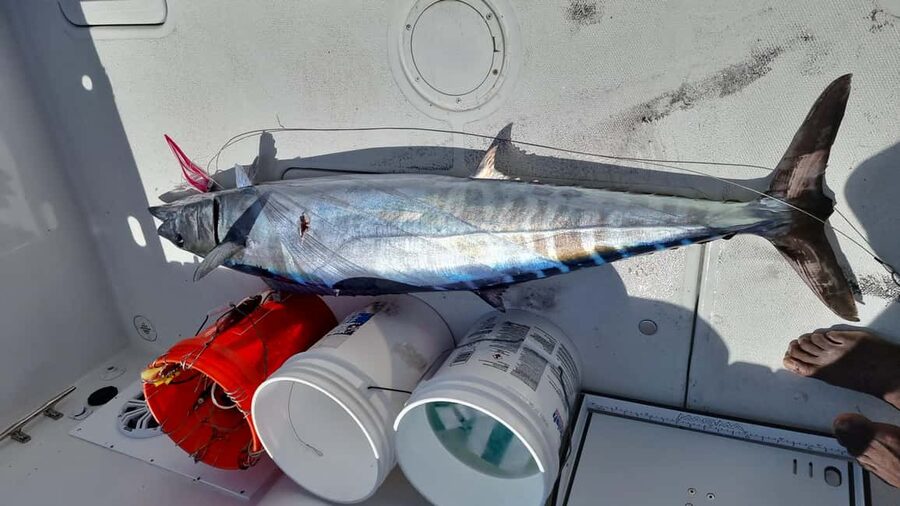 Nassau: Sport-fishing private charter . - Practical tips for a better day