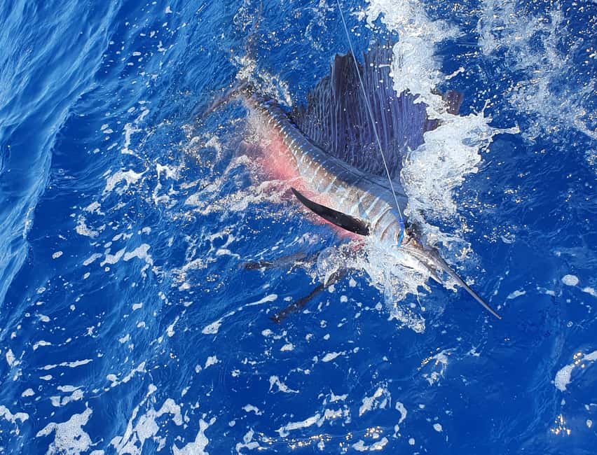 Nassau: Sport-fishing private charter . - Meet at Paradise Island and get ready for the water