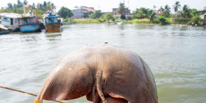 Negombo: Catamaran Sailing with Traditional Fishermen - The Return Through Negombo’s Fishing Waters