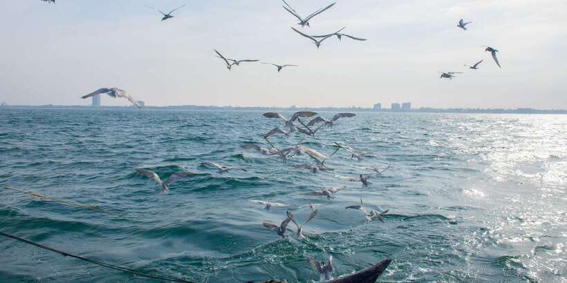 Negombo: Catamaran Sailing with Traditional Fishermen - How This Experience Compares With a Standard Boat Tour