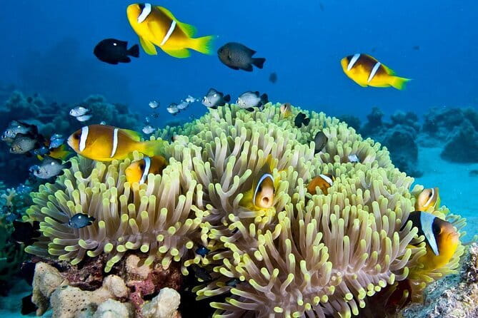 Nha Trang Bay Day Tour: Snorkeling, Fishing, BBQ Lunch & Relaxing - Key points to know before you book