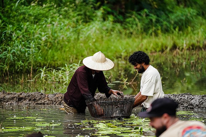 Ninh Binh eco group tour - Buffalo riding, rice planting, fishing - Rice work that puts you in the field