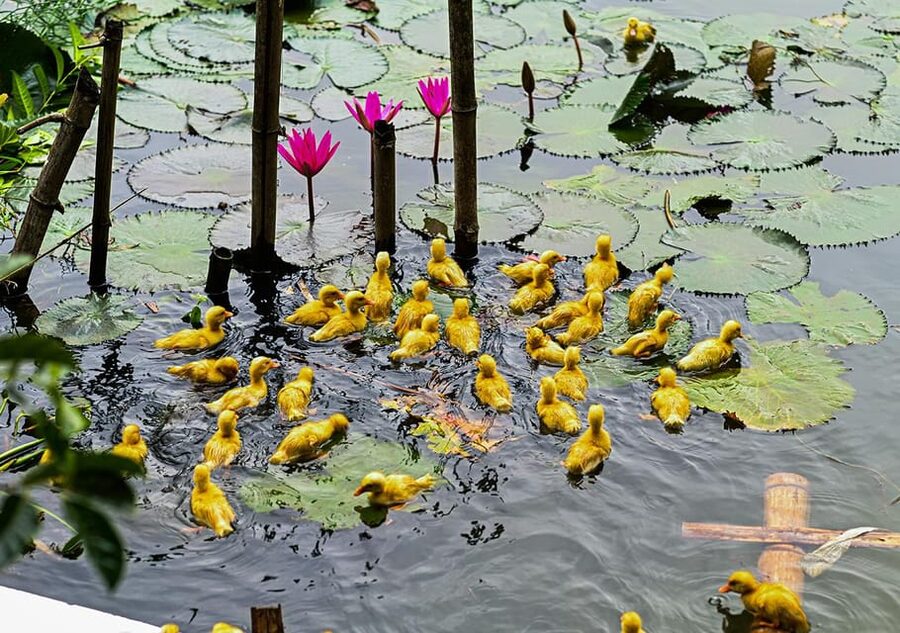 Ninh Binh: Rice planting and fishing by basket tour - Buffalo Cave and the waterfall finish