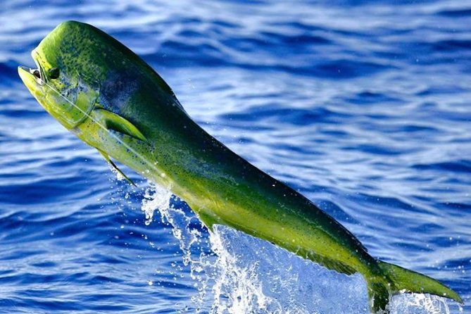 Orlando Deep Sea Fishing Charter - What the $1,450 group price really means