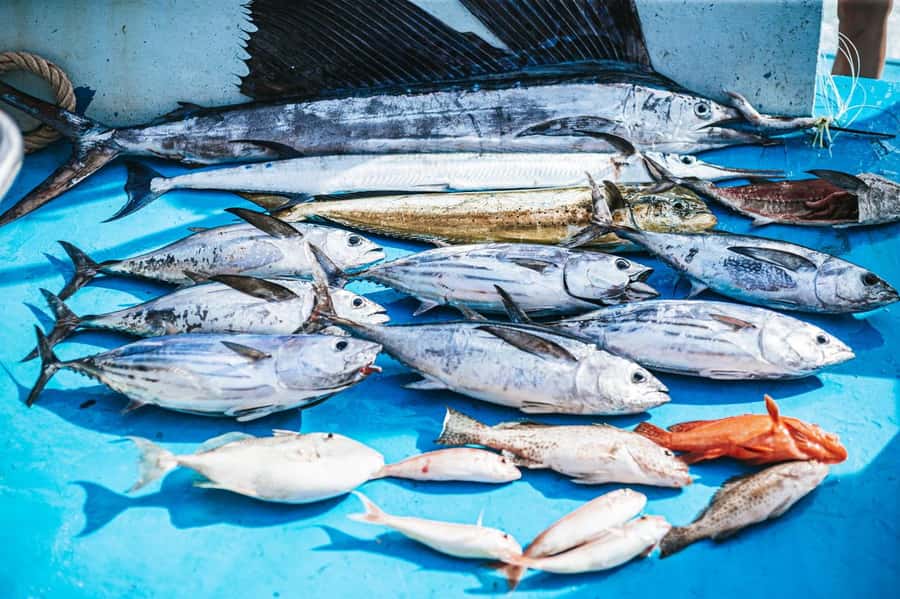 Phuket: Game Fishing and Trolling Boat Trip with Lunch - Trolling back to Chalong