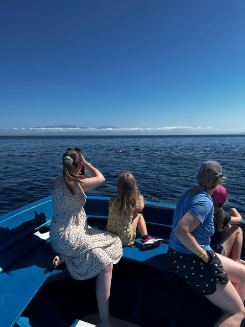 Pizzo: Fishing, Snorkeling, Dolphin Watching - Searching for dolphins in open water