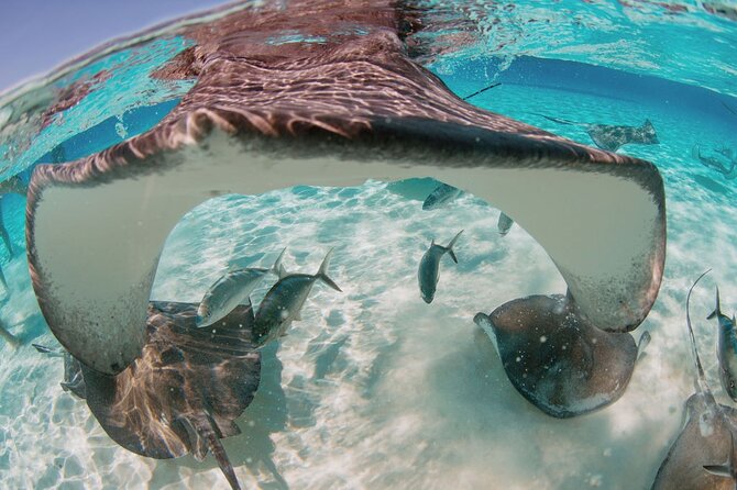 Private Charter Reef fishing, Stingray City, Snorkel, Mangroves - Stingray City: the trip’s main event