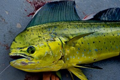 Private Deep Water Fishing in Kauai