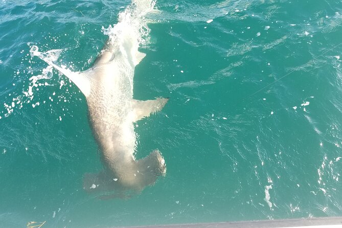 Private Fishing Charter Florida Keys - What a four-hour outing feels like