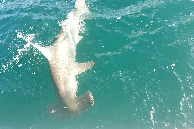 Private Fishing Charter Florida Keys - What the $800 group price really buys