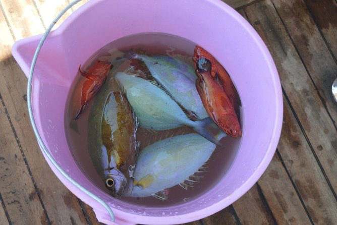 Private Fishing Full Day Boat with Equipment and Lunch - Hurghada - Returning to fishing after the water stop