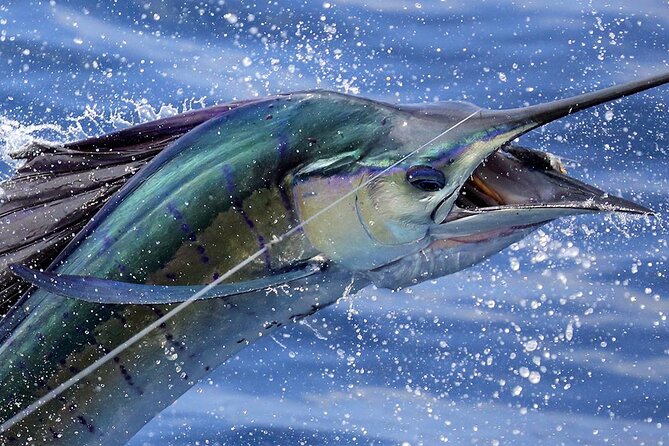 Private Fishing & Snorkel Charters in St Kitts and Nevis - Key points at a glance