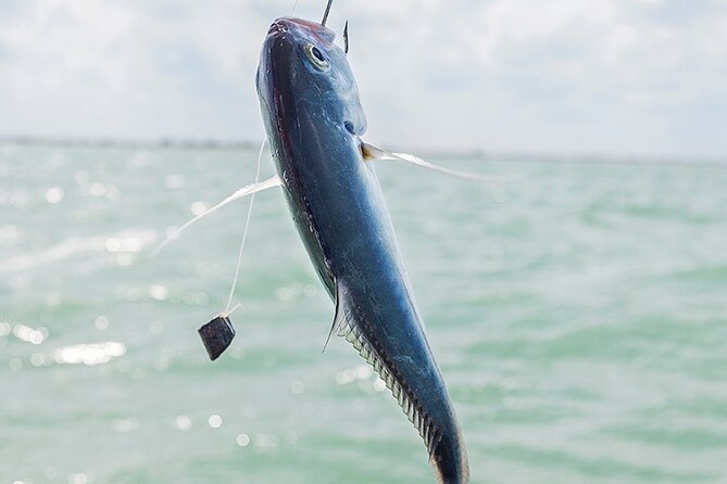 Private Fishing Tour from Isla Holbox (up to 6 pax) - What bottom fishing feels like on this tour