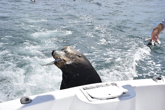 Private Half-day Deep Sea Fishing Charter in Cabo San Lucas - The real cost of a $550 private charter