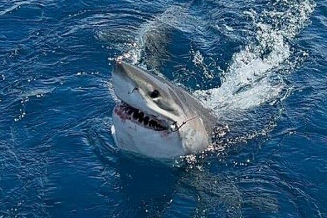 Private Half Day Deep Sea Sportfishing Charter in Fort Lauderdale - Four hours on the Atlantic, with room to change tactics