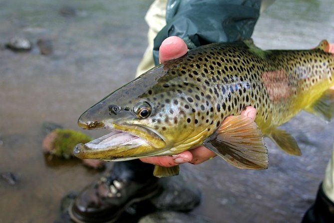 Private Lake and River Fishing Tour from Reykjavik - The drive through Thingvellir National Park