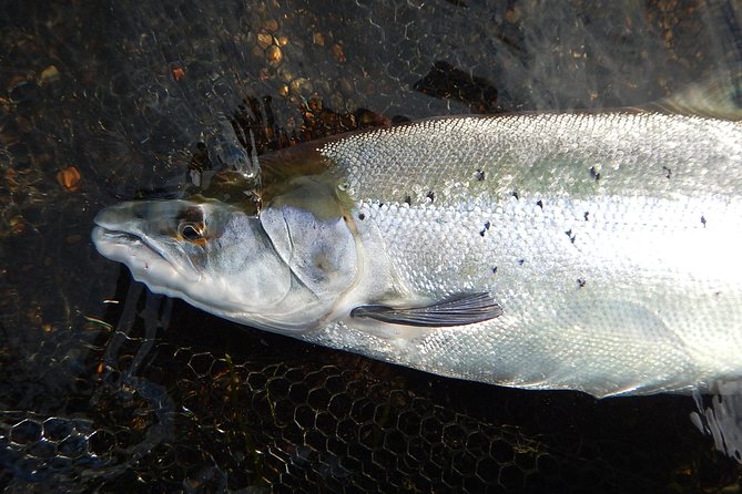 Private Lake and River Fishing Tour from Reykjavik - What is included, and what you must bring