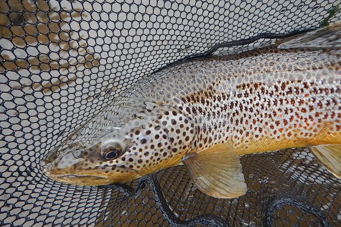 Private Lake and River Fishing Tour from Reykjavik - Weather, timing, and practical planning