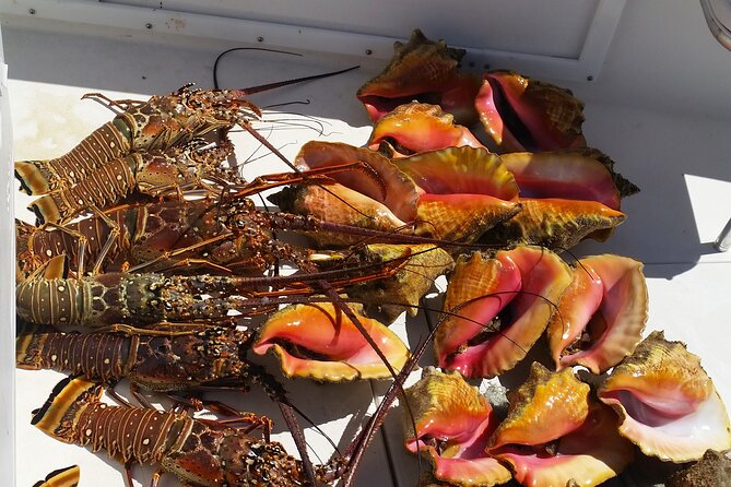 Private Snorkeling And Fishing Activity - Snorkeling over coral reefs with fish and turtles