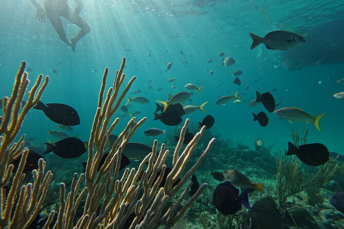 Private Snorkeling or Fishing Charter in Nassau - 38ft Free Time - Rose Island and Footprints Beach Bar and Grill